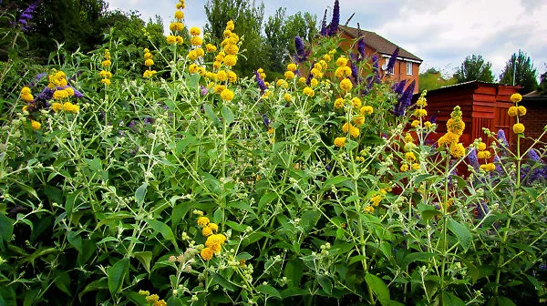 Honeycomb Butterfly Bush - Image 3