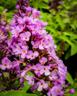 Flutterby Petite® Tutti Fruitti Butterfly Bush