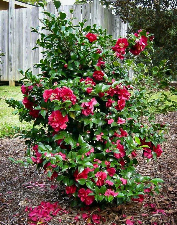October Magic® Ruby Camellia - Image 3
