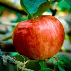 Cameo Apple Tree