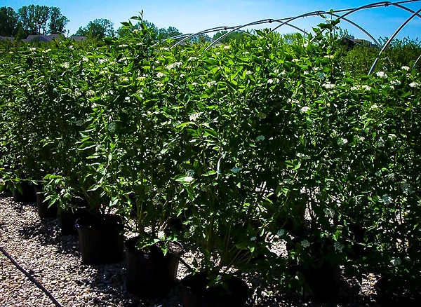 Cardinal Red Twig Dogwood - Image 3