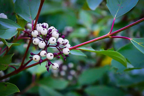 Cardinal Red Twig Dogwood - Image 4
