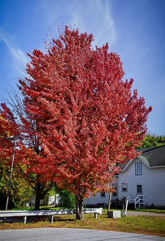Celebration® Maple Tree - Image 3