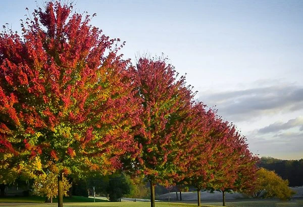 Celebration® Maple Tree - Image 2