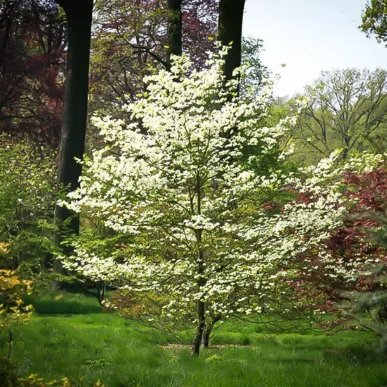 Cherokee Princess Dogwood Tree