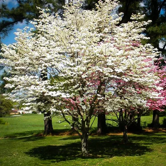 Cherokee Princess Dogwood Tree - Image 2