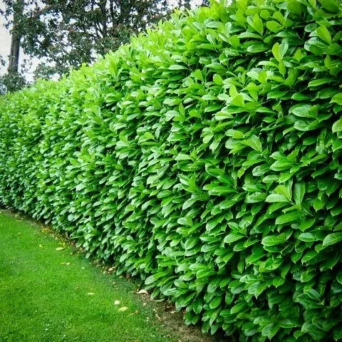 Dwarf English Cherry Laurel - Image 3