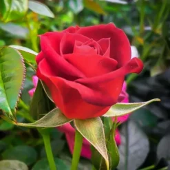 Coffee Bean Miniature Rose Tree