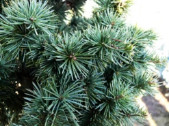 Columnar Blue Atlas Cedar