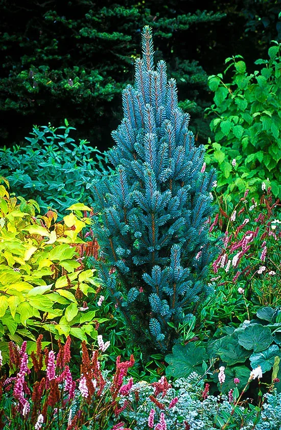 Columnar Blue Spruce - Image 2
