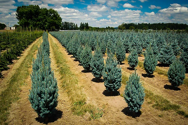 Columnar Blue Spruce