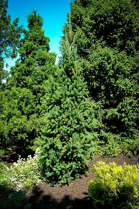 Columnar Norway Spruce - Image 2