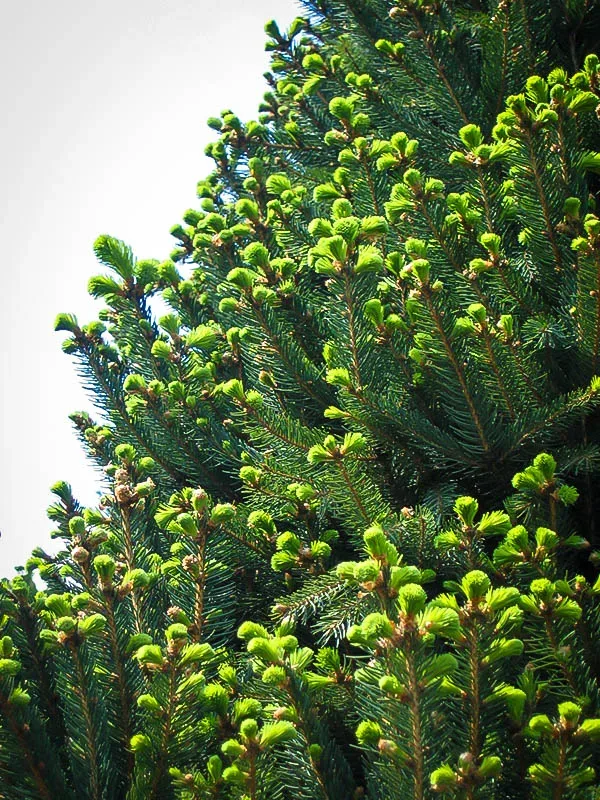 Columnar Norway Spruce