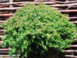 Compressa Dwarf Japanese Cedar