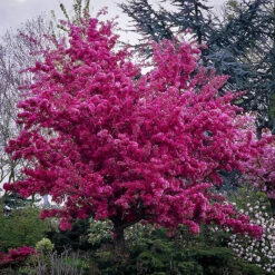 Profusion Crabapple Tree