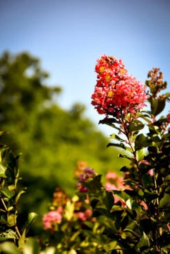 Coral Magic Crape Myrtle