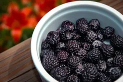 Cumberland Black Raspberry
