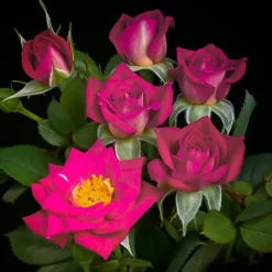 Daddys Little Girl Miniature Rose Tree