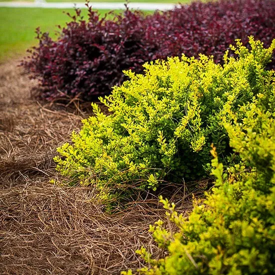 Daybreak® Barberry - Image 2