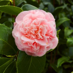 Debutante Camellia