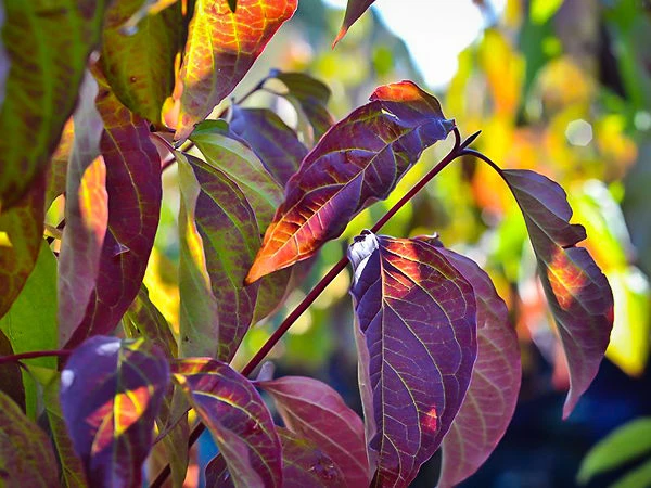Cayenne Silky Dogwood