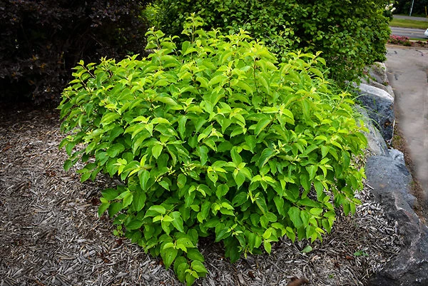 Cayenne Silky Dogwood - Image 4