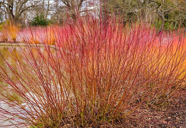 Cayenne Silky Dogwood - Image 3