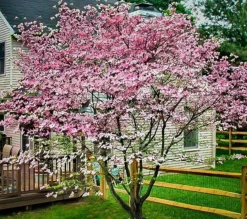 Stellar Pink® Dogwood Tree