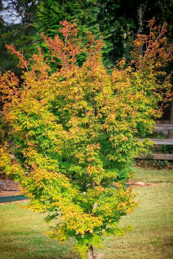 Dwarf Coral Bark Japanese Maple