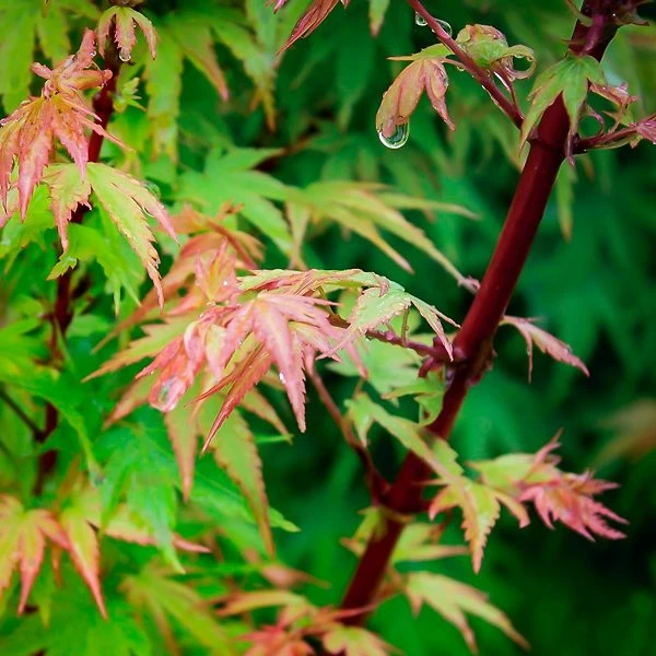 Dwarf Coral Bark Japanese Maple - Image 2