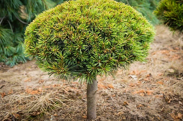 Dwarf Eastern White Pine - Tree Form - Image 2