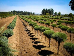 Dwarf Eastern White Pine - Tree Form