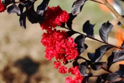Ebony Embers Crape Myrtle