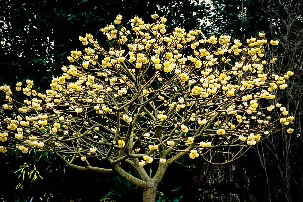 Edgeworthia Paperbush