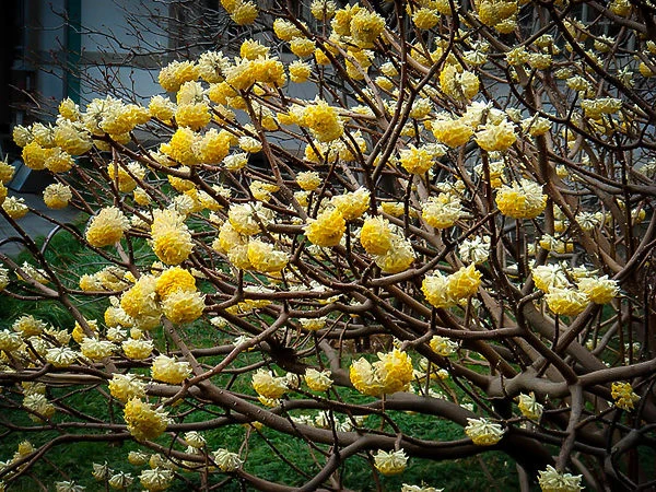 Edgeworthia Paperbush - Image 2