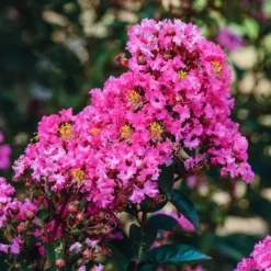 Enduring Summer Pink Crape Myrtle
