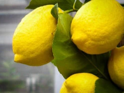 Eureka Lemon Tree