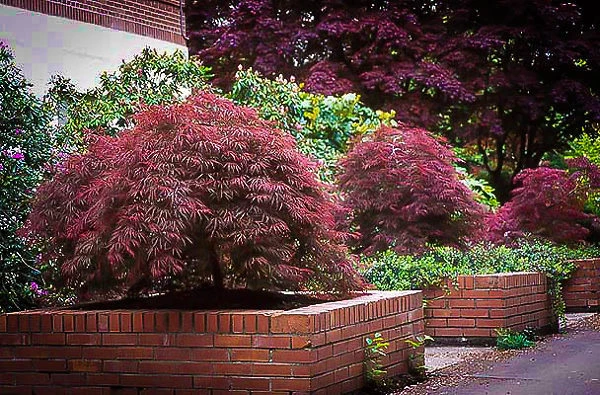 Ever Red Japanese Maple