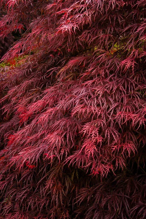 Ever Red Japanese Maple - Image 3