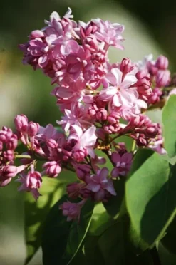 Edward J. Gardner Lilac
