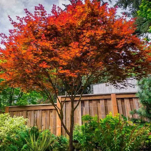 Fireglow Japanese Maple - Image 3