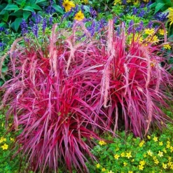 Fireworks® Fountain Grass