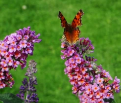 Flutterby Grande® Peach Cobbler Butterfly Bush