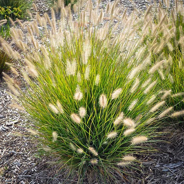 Fountain Grass - Image 3