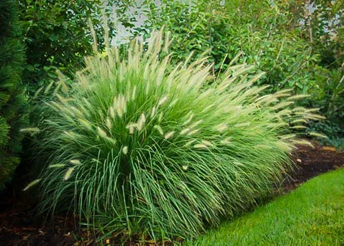 Fountain Grass - Image 2