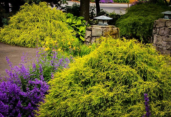 Gold Mop Cypress - Image 3