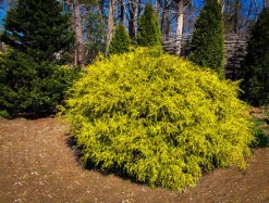 Gold Mop Cypress