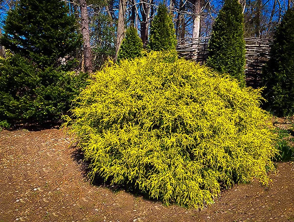 Gold Mop Cypress