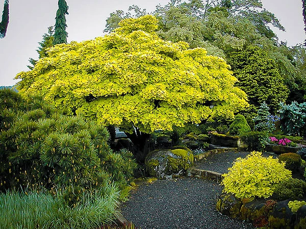 Golden Full Moon Japanese Maple - Image 3