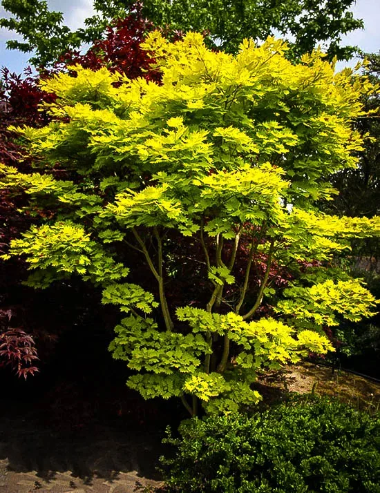 Golden Full Moon Japanese Maple - Image 2